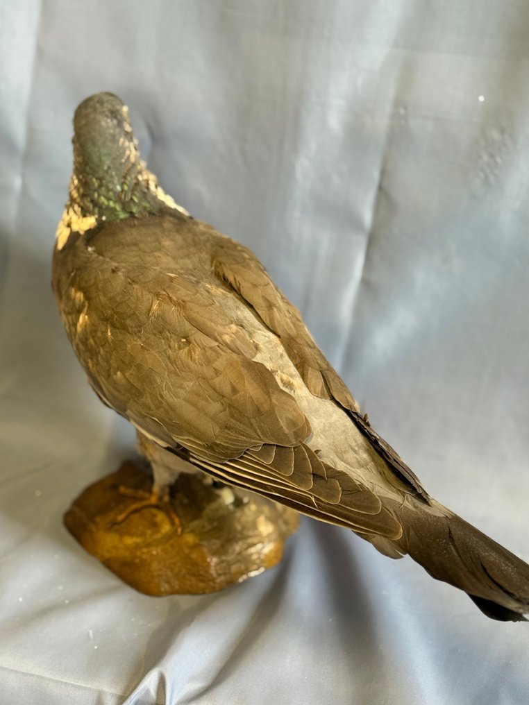 Φάσσα Βάση ταρίχευσης ολόκληρου σώματος - Columba palumbus (with proof of legal origin) - 15 cm - 5 cm - 28 cm - Είδη που δεν ανήκουν στο CITES #4.3