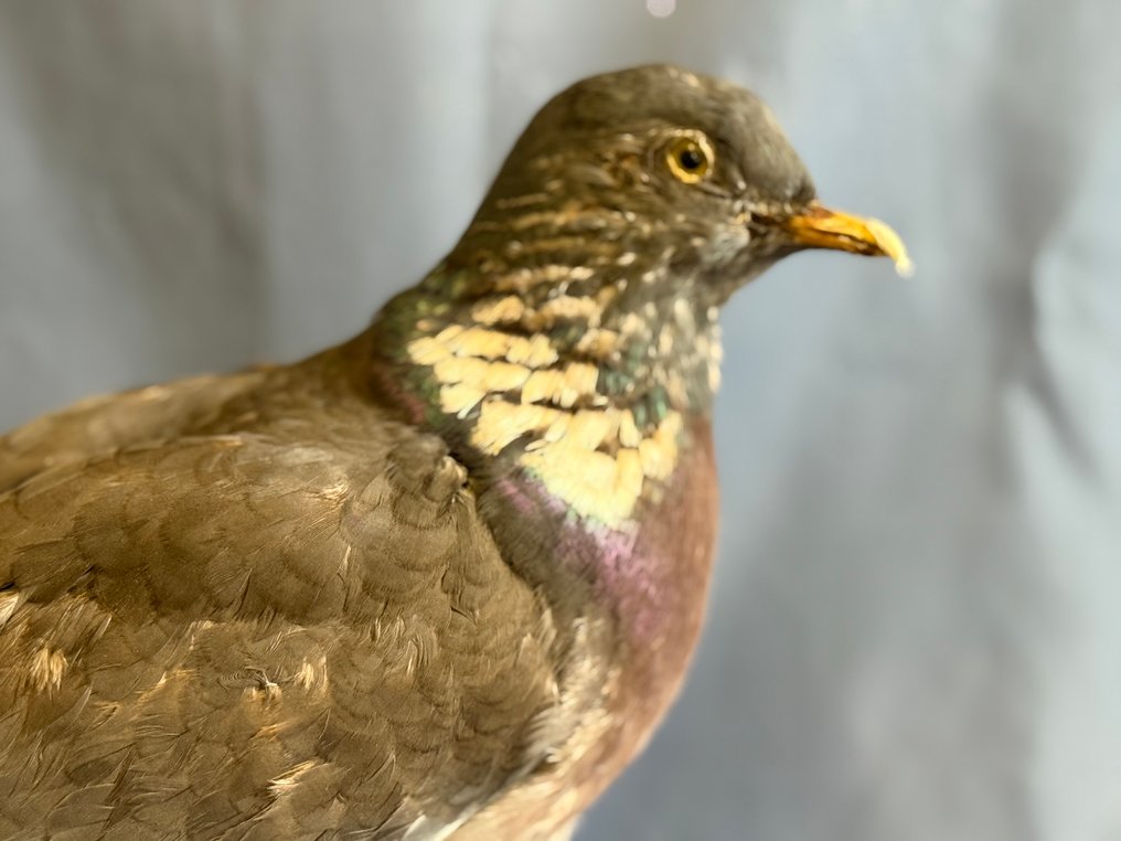 Φάσσα Βάση ταρίχευσης ολόκληρου σώματος - Columba palumbus (with proof of legal origin) - 15 cm - 5 cm - 28 cm - Είδη που δεν ανήκουν στο CITES #2.1