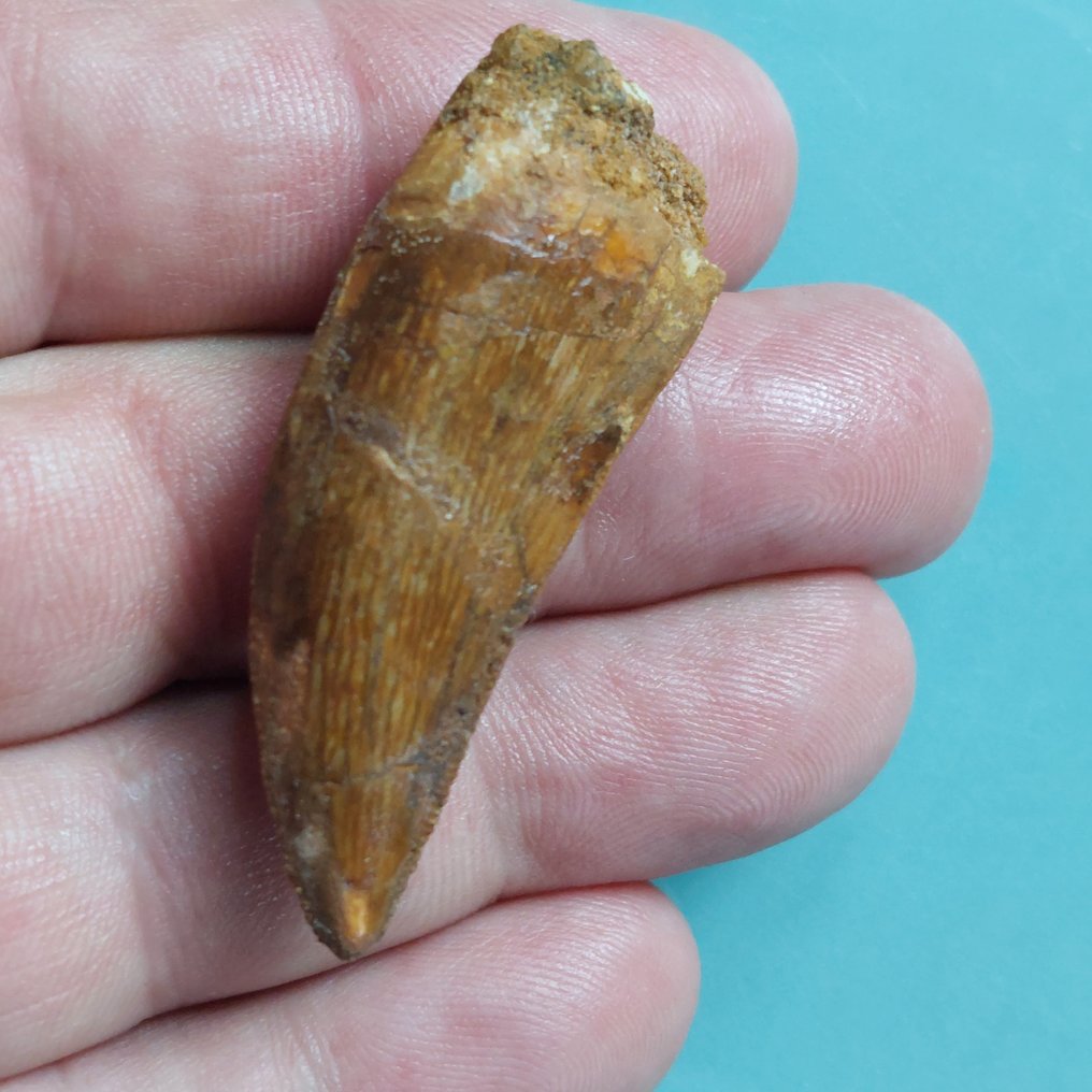 Dinosaur - Fossil tann - Carcharodontosaurus sp. - 52 mm - 20 mm #1.0