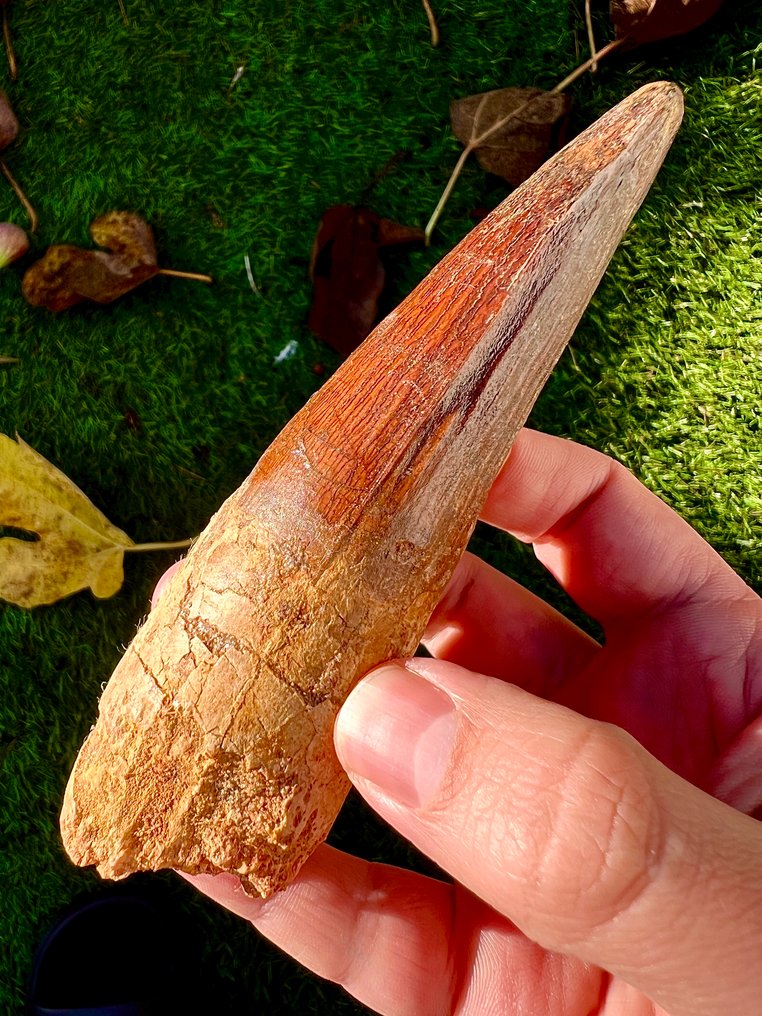 Huge XL Spinosaurus, diente de dinosaurio de 5.2 pulgadas. - Diente fósil - 134 mm - 41 mm #1.0