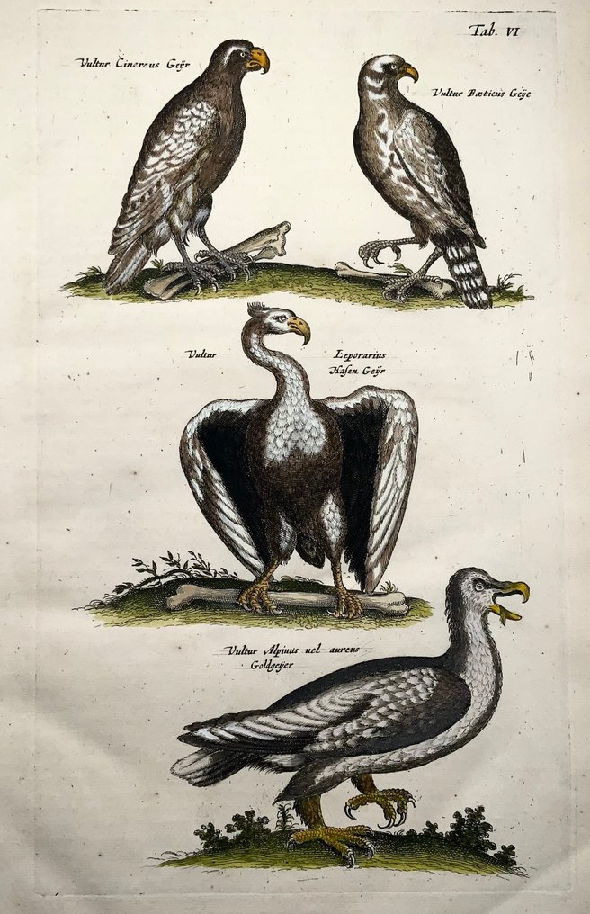 Matthäus Merian (1593-1650) - hand coloured folio: Birds of Prey, Vultures - 1657 #2.1