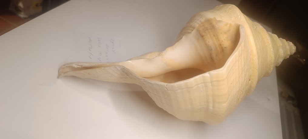 Syrinx Orianus Sea shell - Syrinx Orianus #2.1