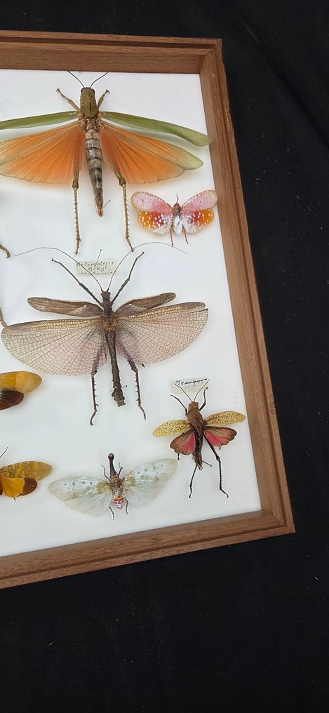 Monster large World Grasshopper-Stick insect-Leafhopper Collection (60x40 cm) - Dioramă - 1970-1980 #4.3