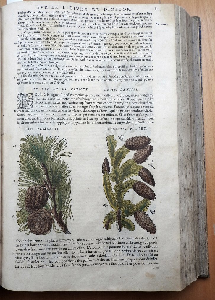 Petrus Andreas MATTIOLI - Commentaires-Gorgeous handcoloured herbal book - 1579 #3.2