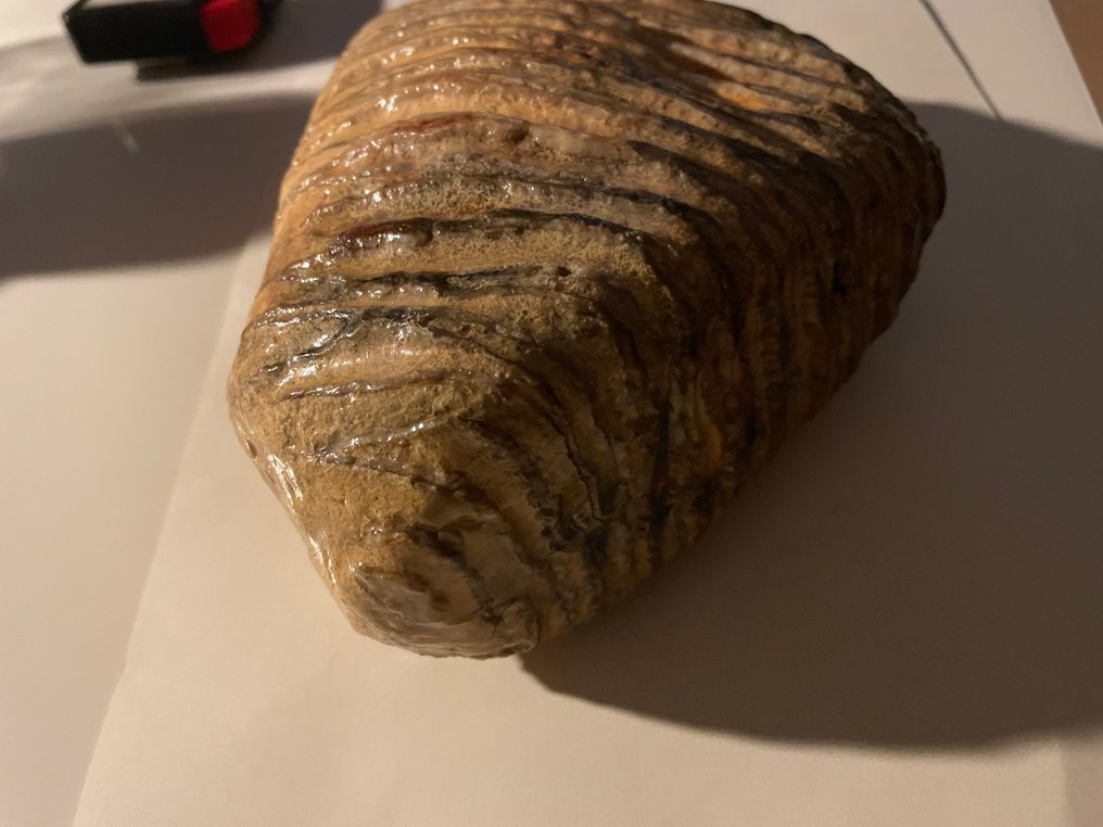 Molare fossile - 13 cm #2.1