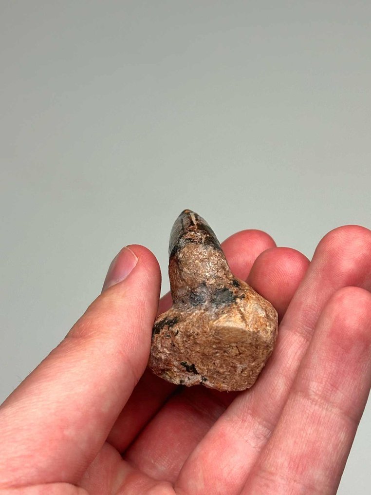 Theropod - Dinte fosilă - 7 cm - 3.5 cm #3.2