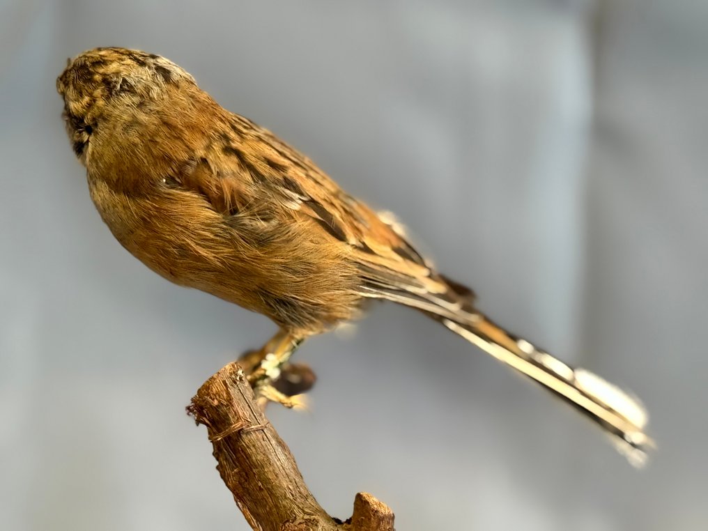 Zigolo muciatto Allestimento tassidermico a corpo intero - Emberiza cia (with proof of legal origin) - 15 cm - 5 cm - 12 cm - Specie non CITES #3.2