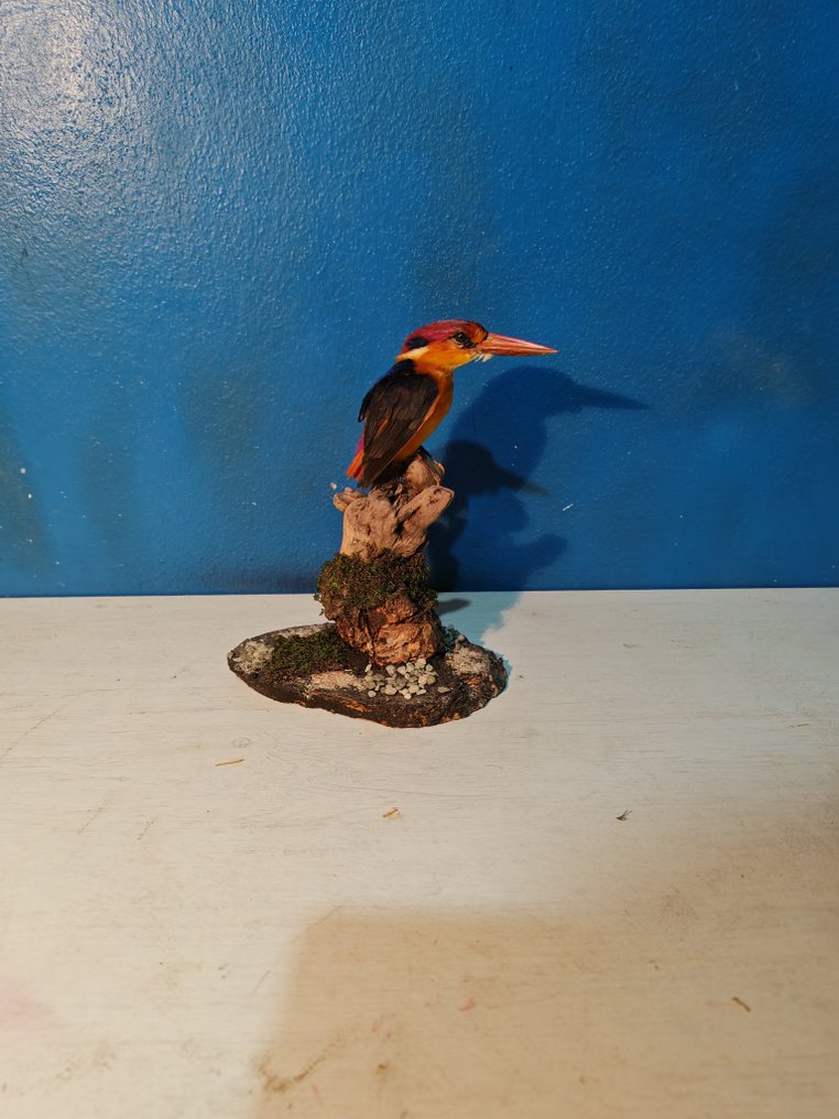 Itäiset kääpiökuningaskalastajat. Täytetyn eläimen koko kehon jalusta - Ceyx erithaca - 15 cm - 10 cm - 12 cm - 1 #1.0