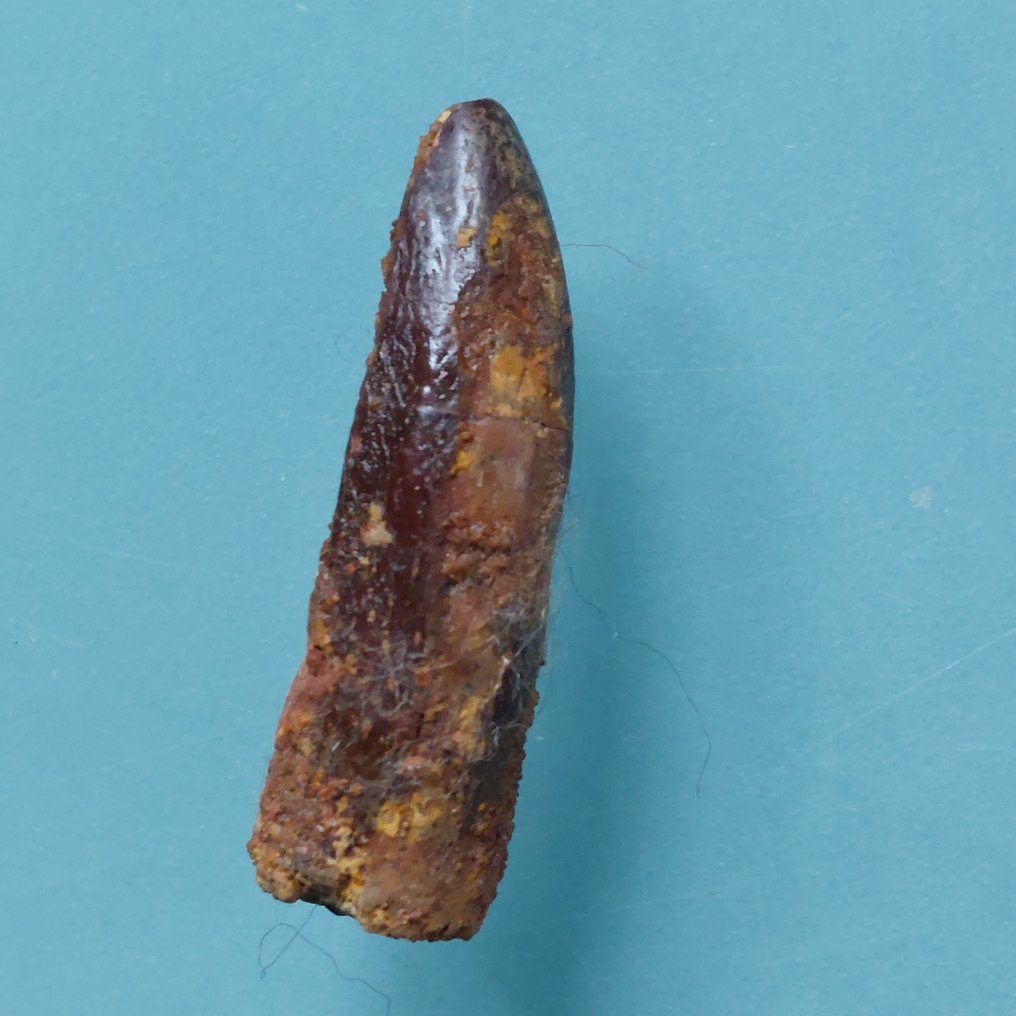 Rarer tooth of Rebbachisaurus, 28 mm. - Fossil tooth - 34 mm - 10 mm  (No reserve price) #1.0