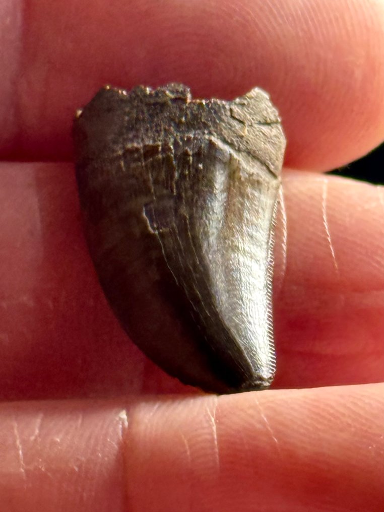 Tyrannosaurus rex - Fossil tooth - Hell Creek formation - Garfield County - Montana - USA !!! #4.3