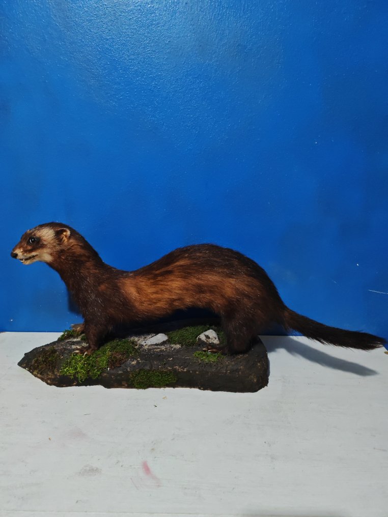 European polecat Allestimento tassidermico a corpo intero - Mustela putorius - 40 cm - 25 cm - 80 cm - 1 #1.0