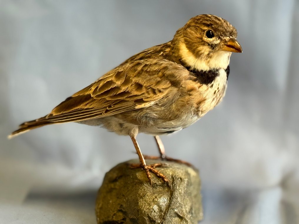 Calandra Taxidermy full body mount - Melanocorypha calandra (with proof of legal origin) - 15 cm - 5 cm - 12 cm - Non-CITES species #1.0