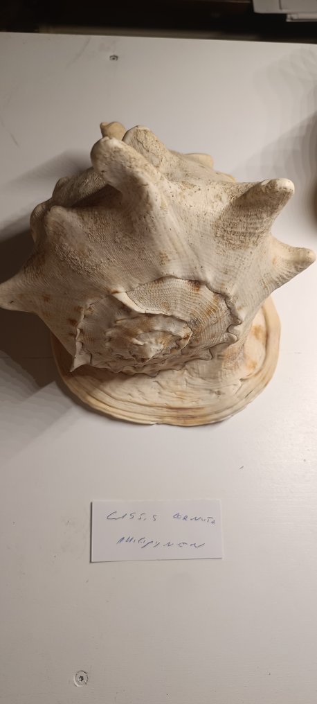 Cassis Cornuta Sea shell - Cassis Cornuta  (No reserve price) #1.0