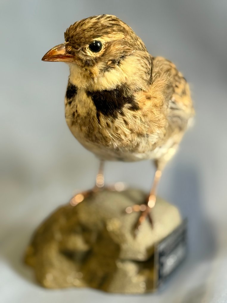 Calandra Taxidermy full body mount - Melanocorypha calandra (with proof of legal origin) - 15 cm - 5 cm - 12 cm - Non-CITES species #1.0