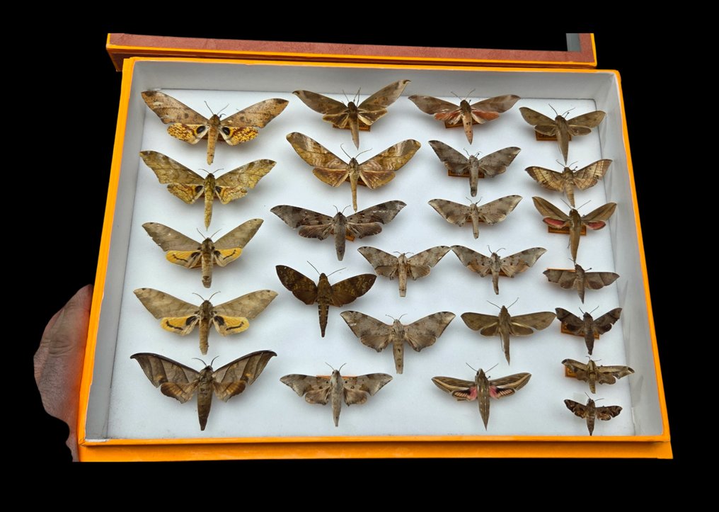 Large Cameroon Butterflies Sphingidae Collection (39x26 cm ) - Diorama #1.0