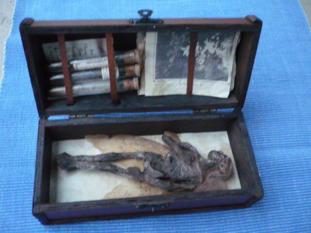 Fee Fairy di Cottingley Supporto replica tassidermia - mediocris - 7 cm - 18 cm - 9 cm #1.0