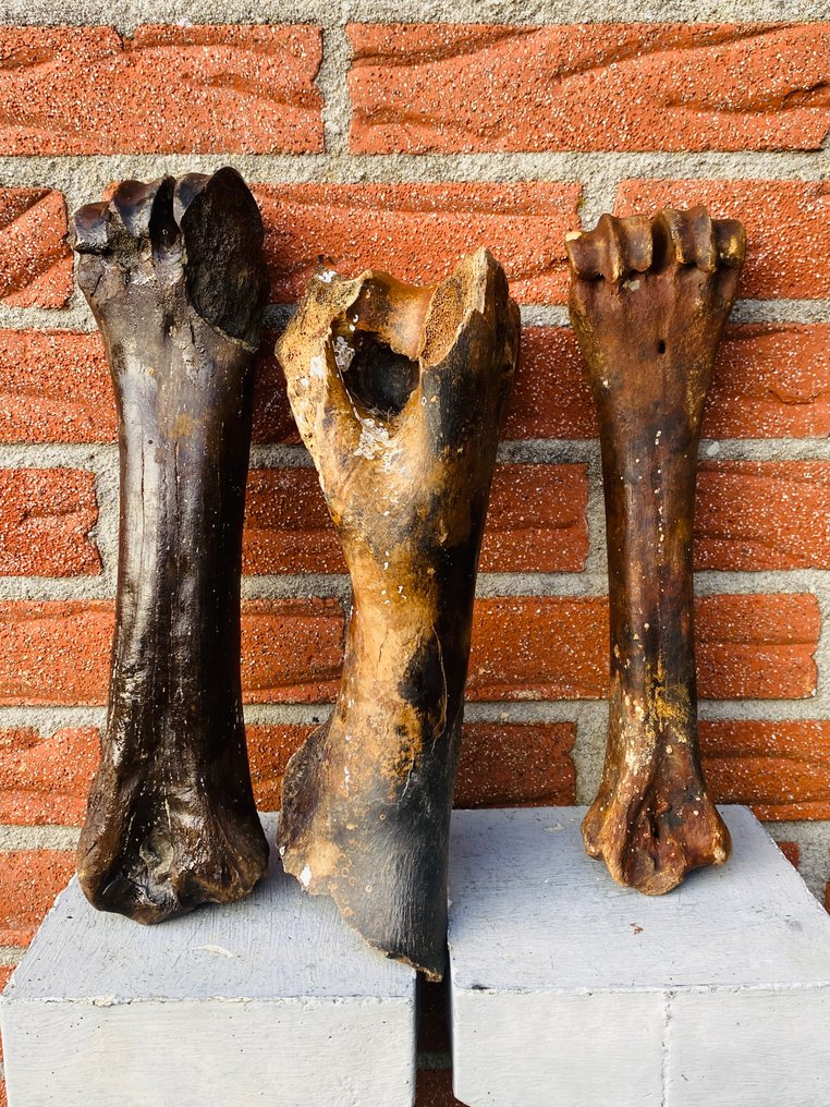 steppewisent - Fossilt bein - Bison priscus - 10 cm  (Ingen reservasjonspris) #1.0