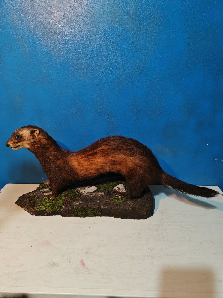 European polecat Allestimento tassidermico a corpo intero - Mustela putorius - 40 cm - 25 cm - 80 cm - 1 #1.0