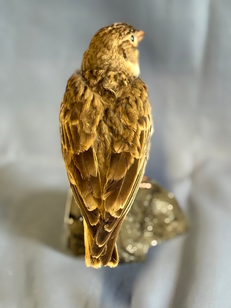 Calandra Taxidermy full body mount - Melanocorypha calandra (with proof of legal origin) - 15 cm - 5 cm - 12 cm - Non-CITES species #4.3