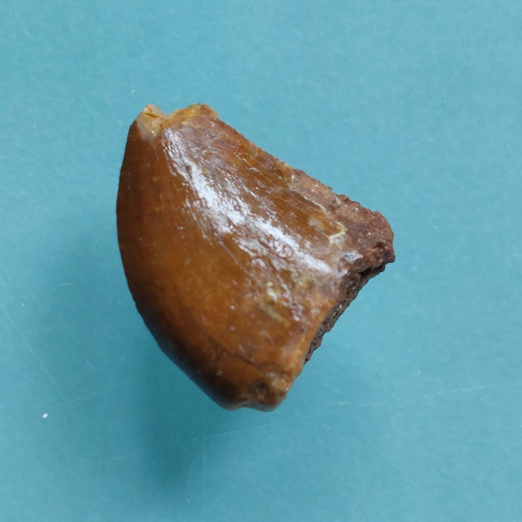 Δεινόσαυρος - Απολιθωμένο δόντι - Raptor Zahn von Dromaeosaurus sp. - 18 mm - 14 mm (χωρίς τιμή ασφαλείας) #1.0