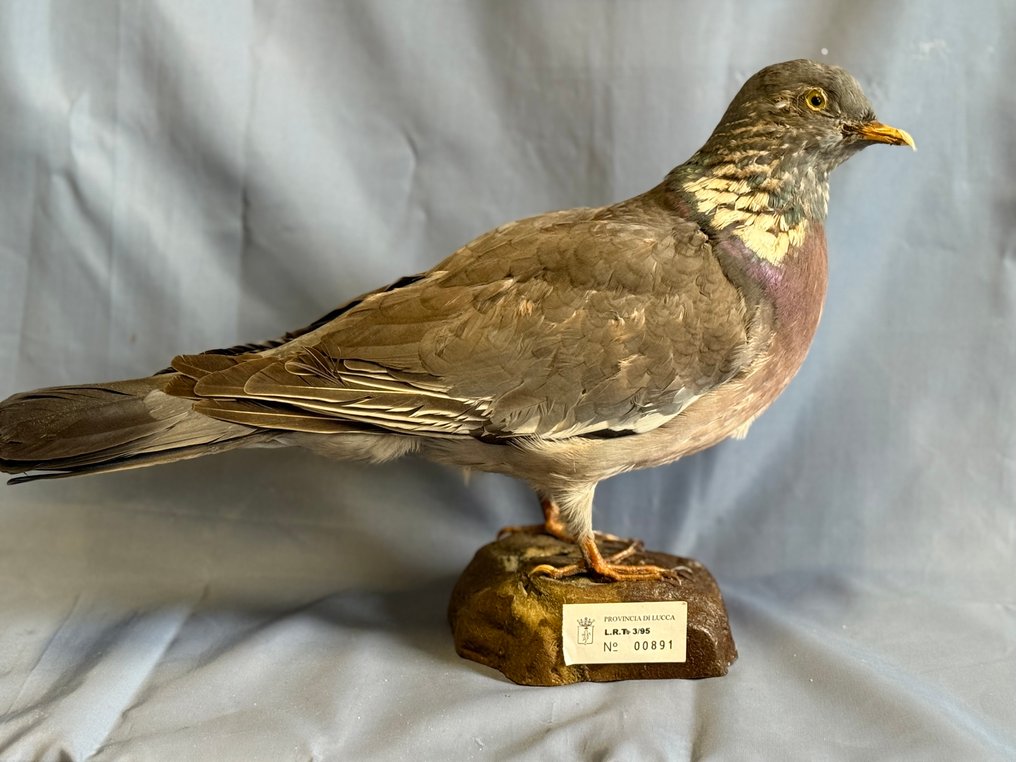 Φάσσα Βάση ταρίχευσης ολόκληρου σώματος - Columba palumbus (with proof of legal origin) - 15 cm - 5 cm - 28 cm - Είδη που δεν ανήκουν στο CITES #1.0