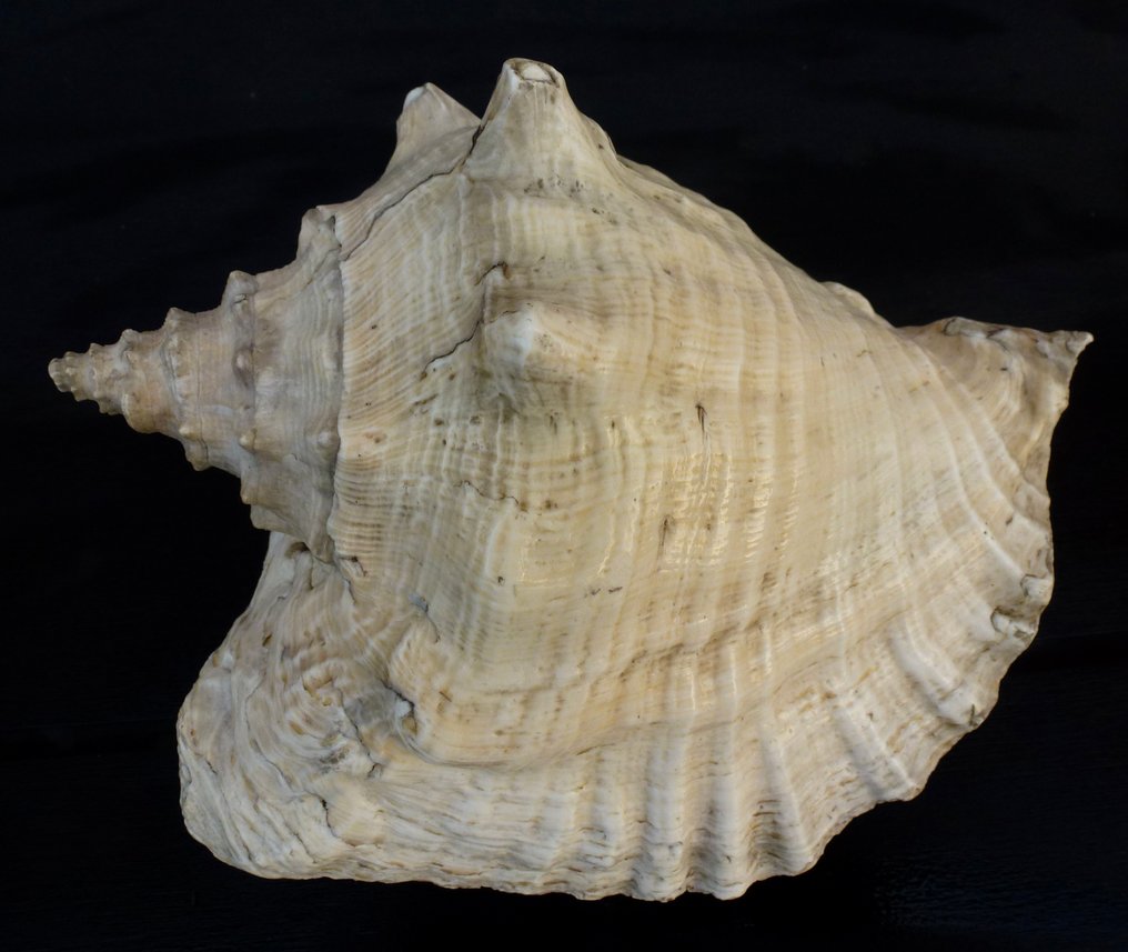 Crustacea Clam - Familie Strombidae - Charonia - Haliotidae  (No reserve price) #2.1