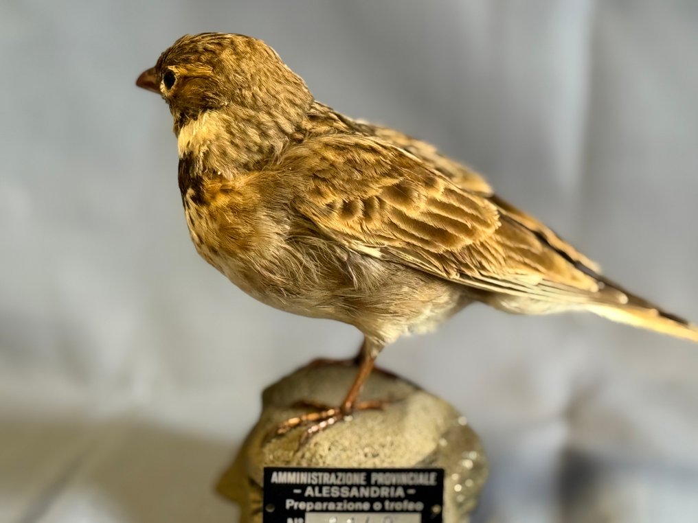 Calandra Taxidermy full body mount - Melanocorypha calandra (with proof of legal origin) - 15 cm - 5 cm - 12 cm - Non-CITES species #3.2