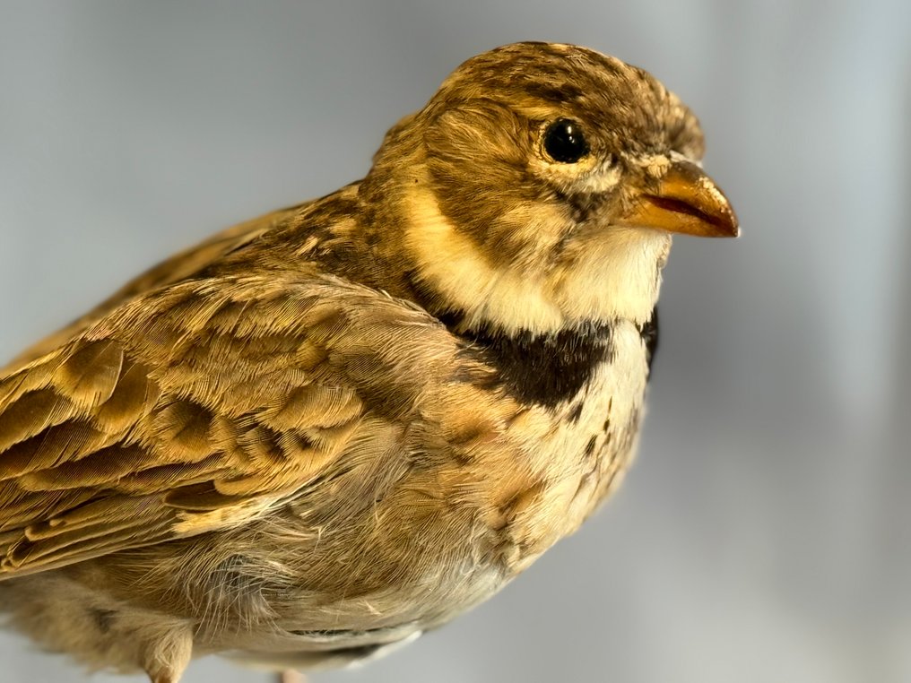 Calandra Taxidermy full body mount - Melanocorypha calandra (with proof of legal origin) - 15 cm - 5 cm - 12 cm - Non-CITES species #2.1