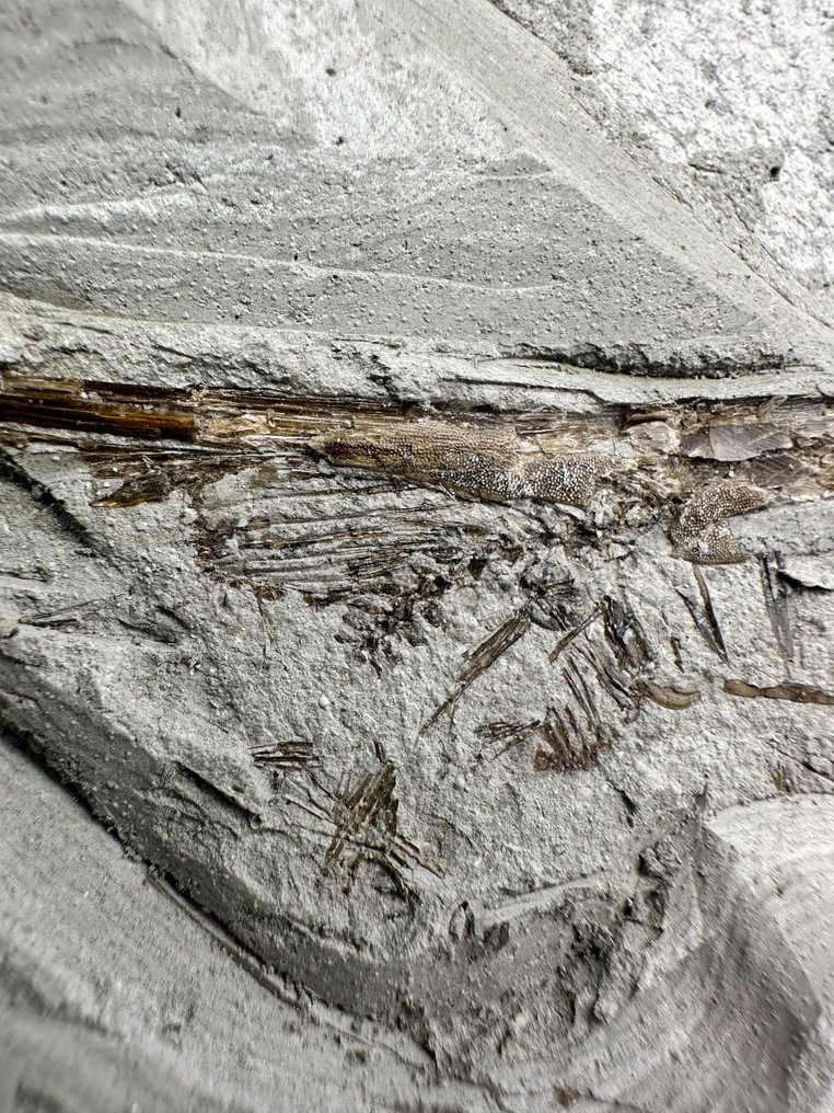 Pesce Trombetta sp. CENTRISCUS STRIGATUS - Fossiilinen luuranko - Centriscus Strigatus - 278 mm - 166 mm (Ei pohjahintaa) #3.2