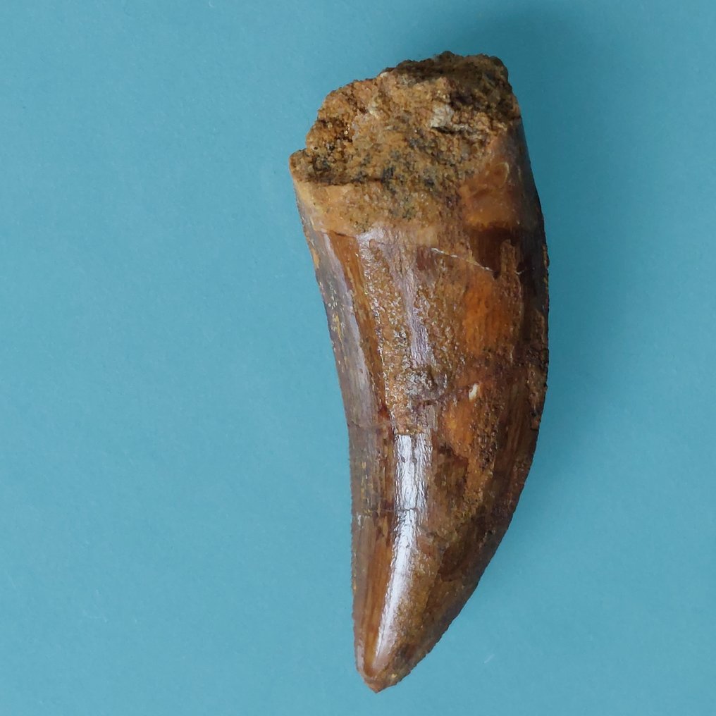 Dinosaur - Fossil tann - Carcharodontosaurus sp. - 52 mm - 20 mm #2.1