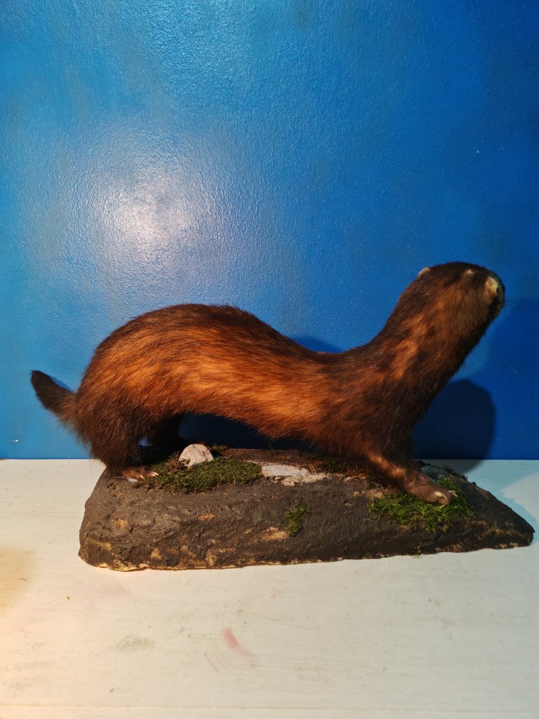 European polecat Allestimento tassidermico a corpo intero - Mustela putorius - 40 cm - 25 cm - 80 cm - 1 #3.2