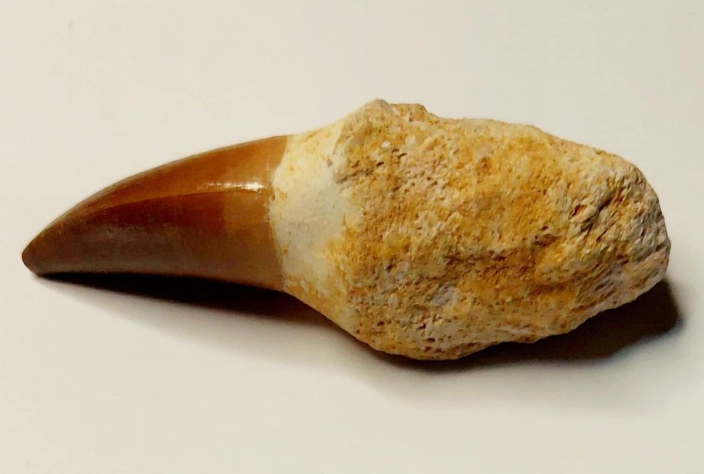 Mosasaurier - Fossil tand (Utan reservationspris) #2.1