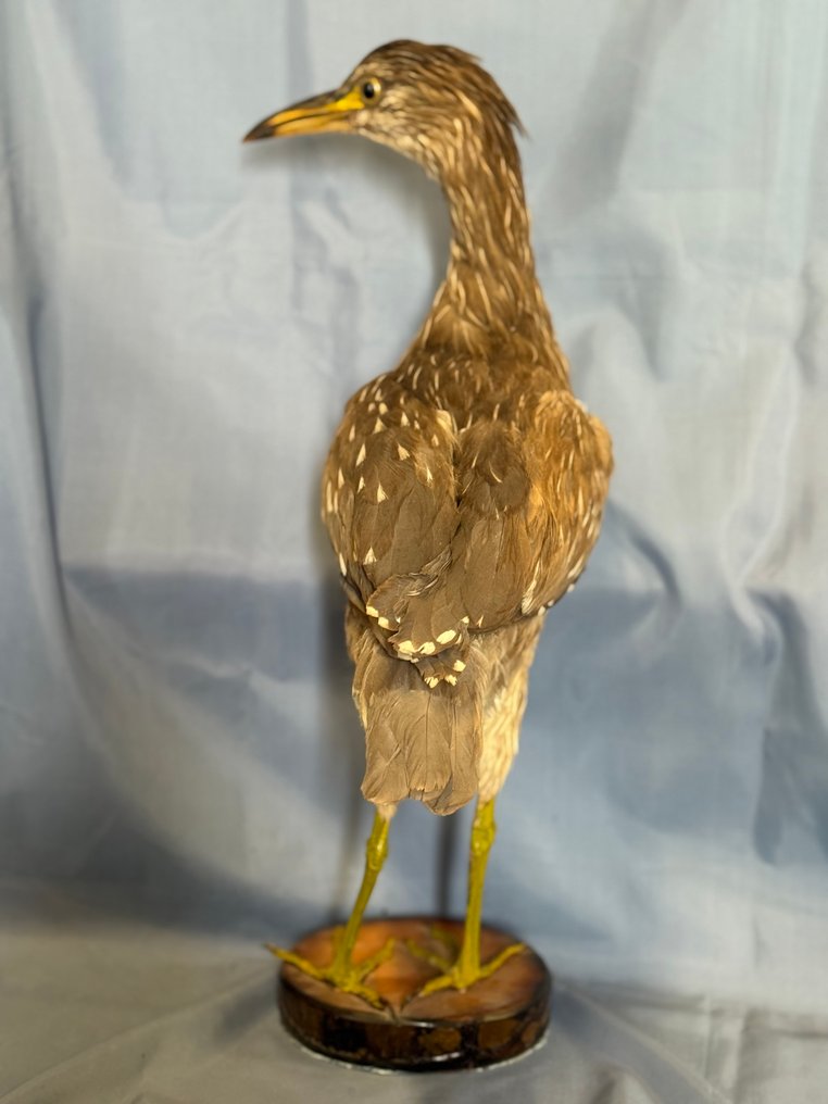 Nitticora Allestimento tassidermico a corpo intero - Nycticorax nycticorax (with proof of legal origin) - 45 cm - 10 cm - 32 cm - Specie non CITES #4.3