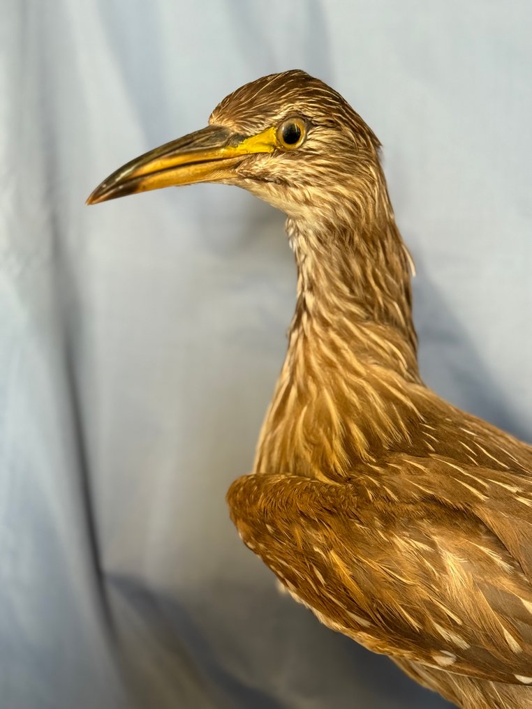 Nitticora Allestimento tassidermico a corpo intero - Nycticorax nycticorax (with proof of legal origin) - 45 cm - 10 cm - 32 cm - Specie non CITES #1.0