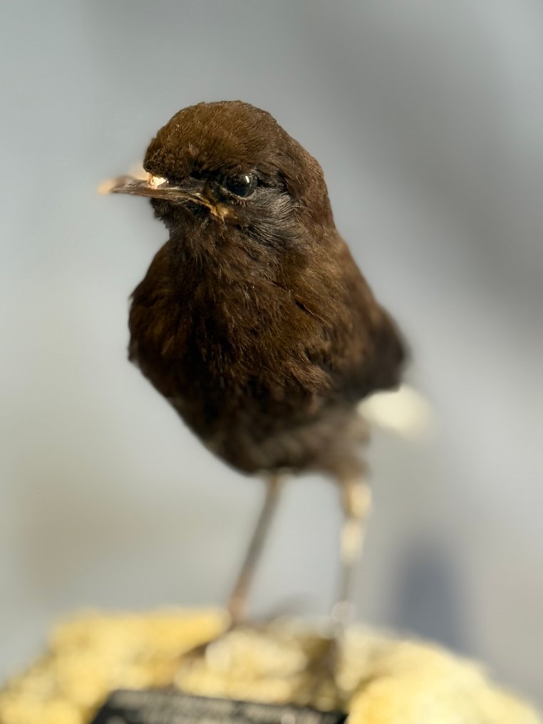 Monachella nera Eksponat taksydermiczny (całe ciało) - Oenanthe leucura (with proof of legal origin) - 15 cm - 5 cm - 12 cm - Gatunki inne niż CITES #1.0