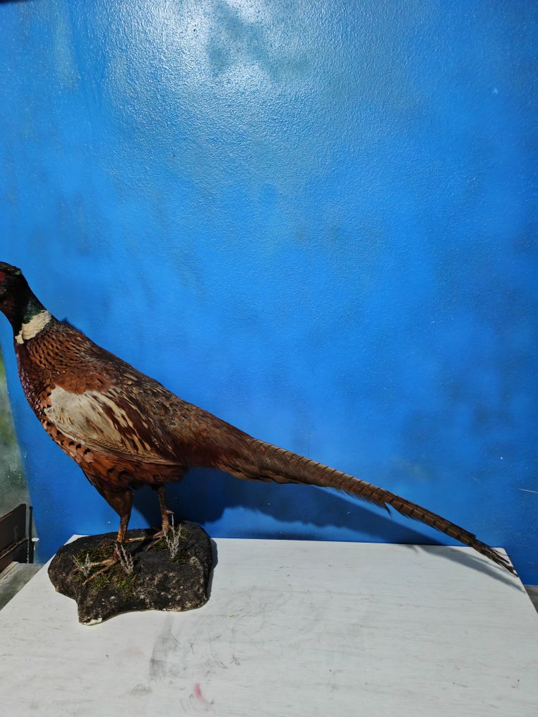 Fasan Taksidermi fuld kropsmontering - Phasianus colchicus - 65 cm - 35 cm - 99 cm - 1 #2.1