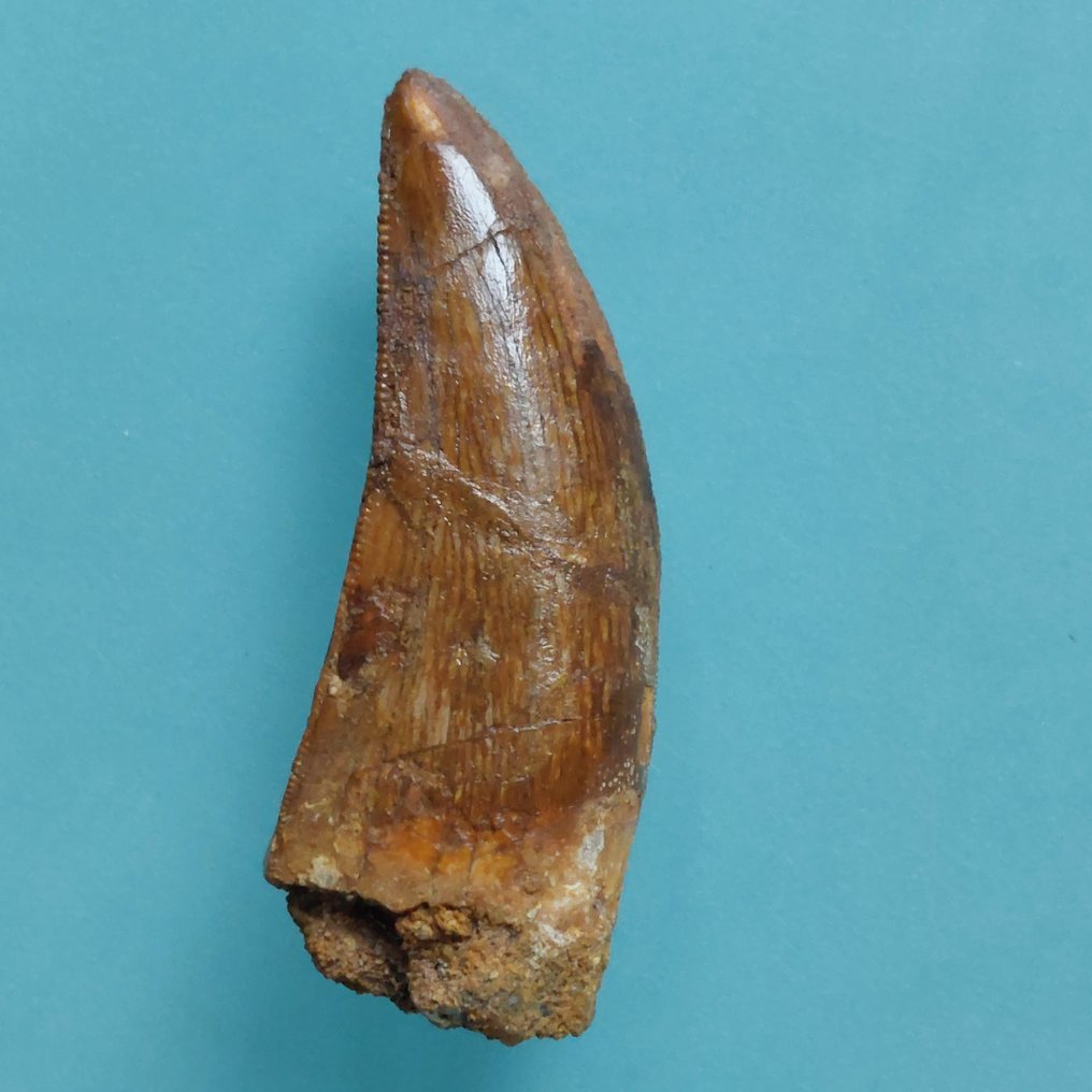 Dinosaur - Fossil tann - Carcharodontosaurus sp. - 52 mm - 20 mm #4.3