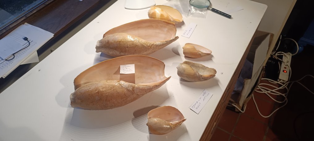 Cymbium Collection Zeeschelp - Cymbium Collection  (Zonder minimumprijs) #3.2