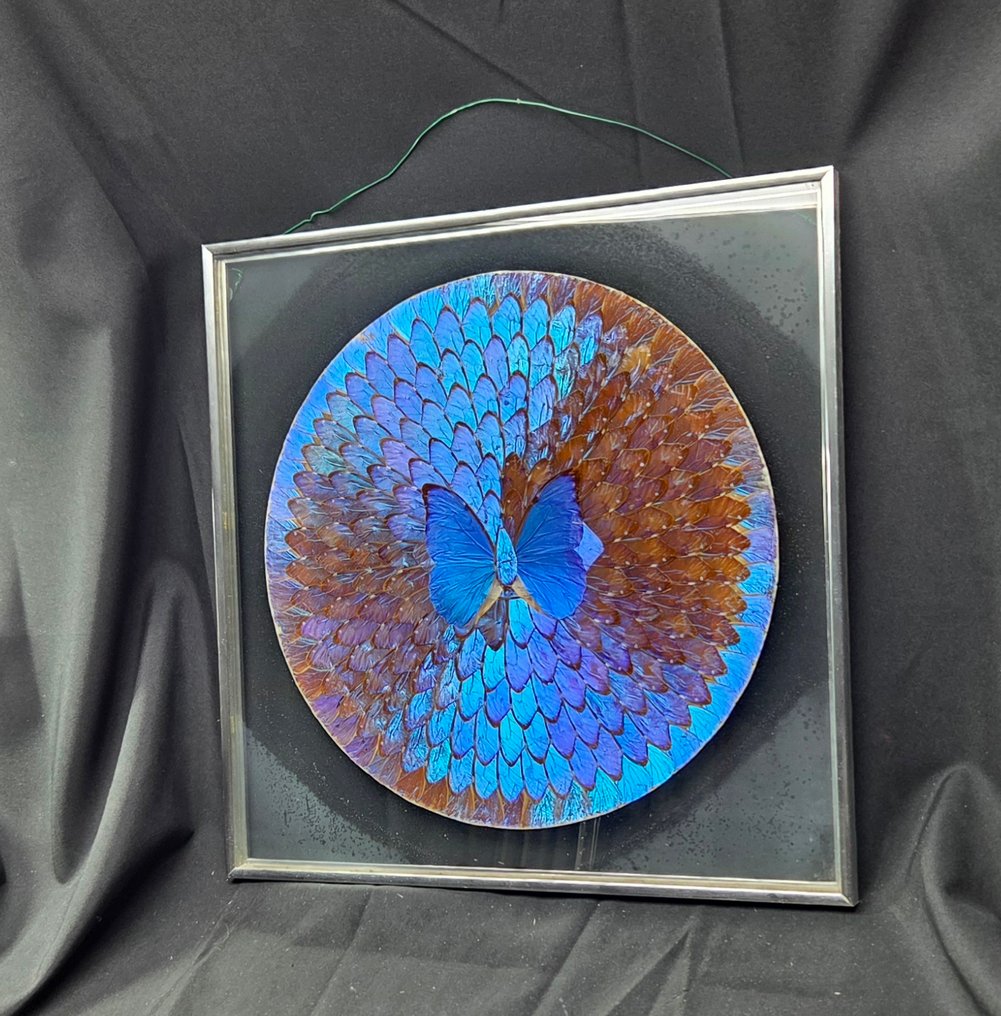 Curiosity cabinet  Magic real butterflies Brazilian Morpho creation  - Διόραμα #2.1