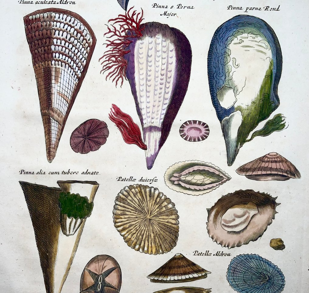 Matthäus Merian (b1593) Hand coloured folio, Marine Life: Pen Shells, Pinna, Patella - 1657 #1.0