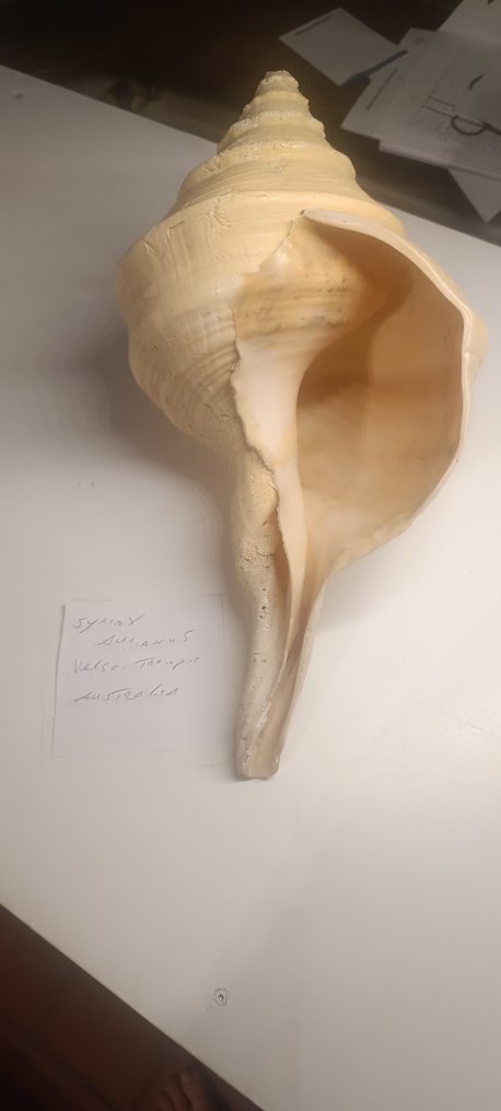 Syrinx Orianus Sea shell - Syrinx Orianus #1.0