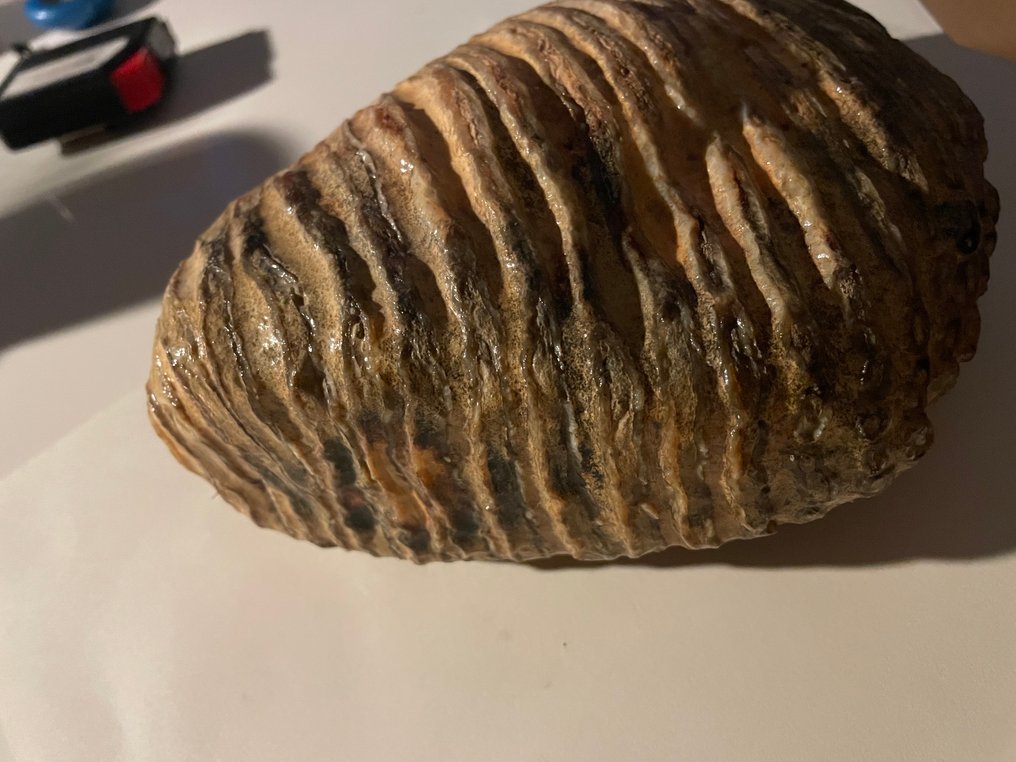 Molare fossile - 13 cm #3.2