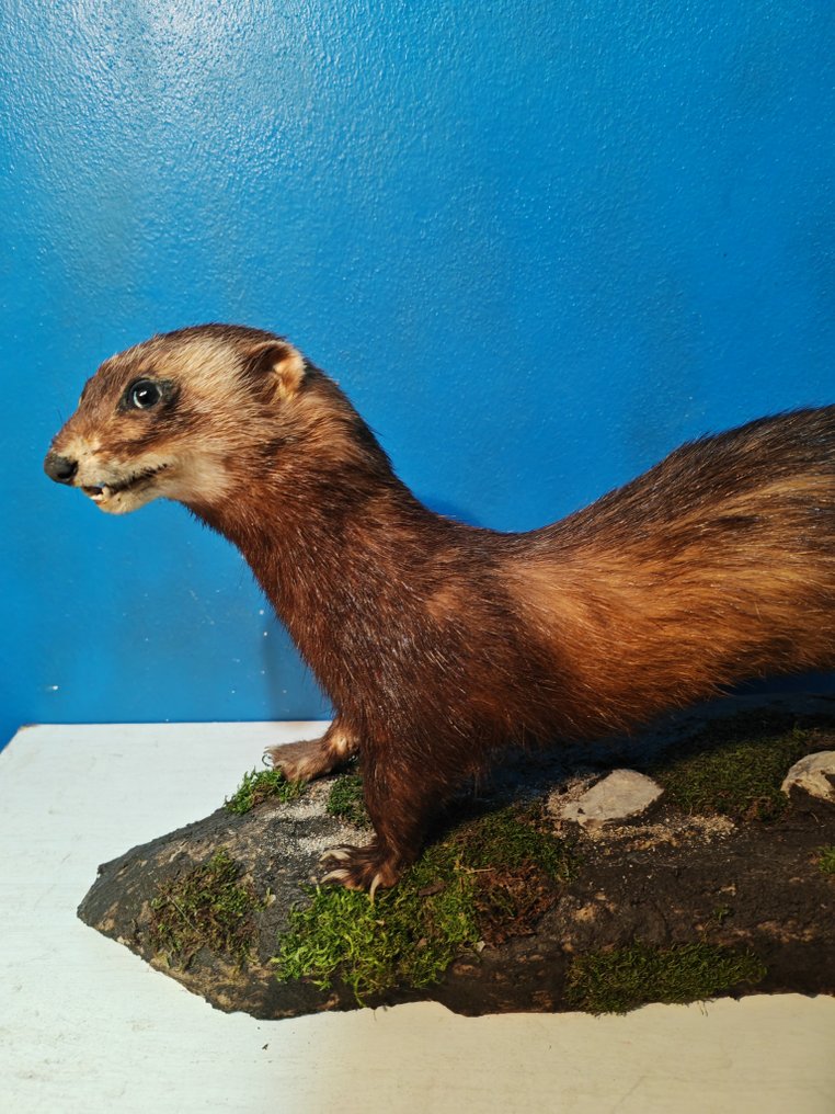 European polecat Allestimento tassidermico a corpo intero - Mustela putorius - 40 cm - 25 cm - 80 cm - 1 #4.3