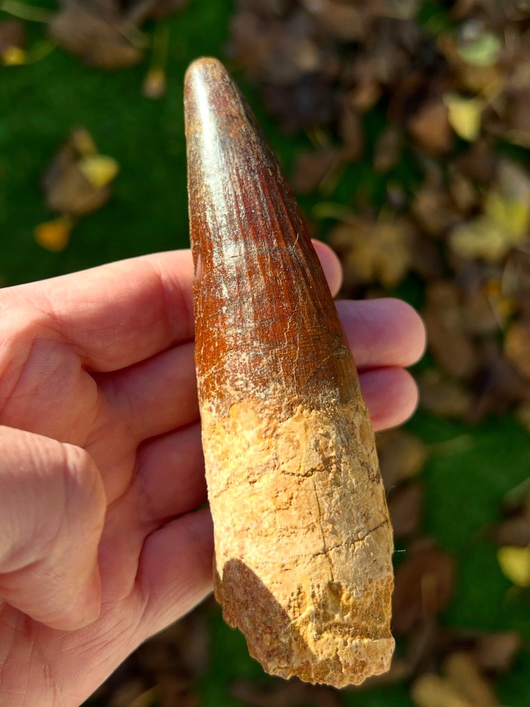 Huge XL Spinosaurus, diente de dinosaurio de 5.2 pulgadas. - Diente fósil - 134 mm - 41 mm #1.0