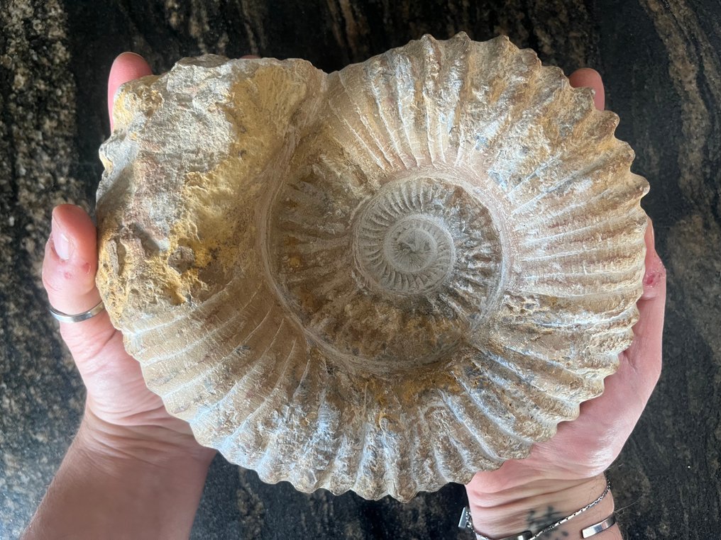 Ammonite - Fossilised shell - Perisphinctes sp - 20 cm - 20 cm (No reserve price) #3.2