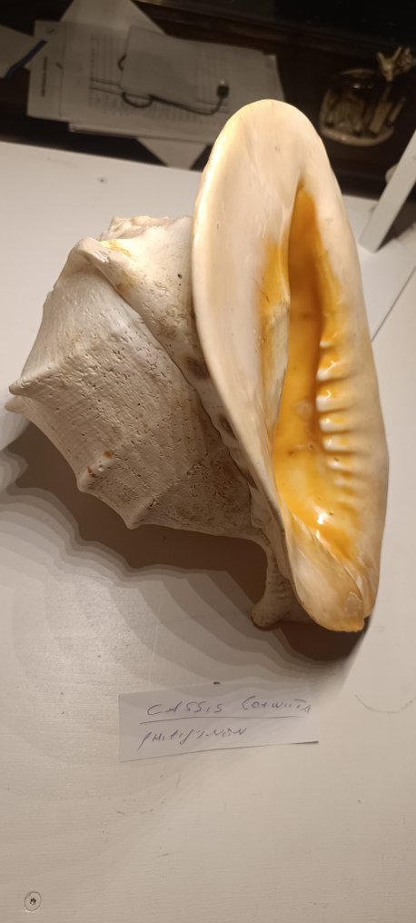 Conch Sea shell - Cassis Cornuta  (No reserve price) #1.0