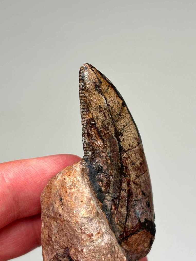 Theropod - Dinte fosilă - 7 cm - 3.5 cm #1.0