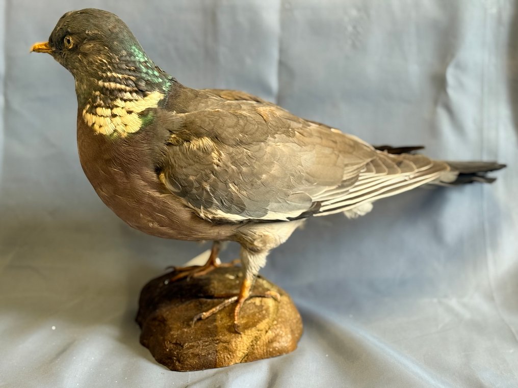 Φάσσα Βάση ταρίχευσης ολόκληρου σώματος - Columba palumbus (with proof of legal origin) - 15 cm - 5 cm - 28 cm - Είδη που δεν ανήκουν στο CITES #3.2