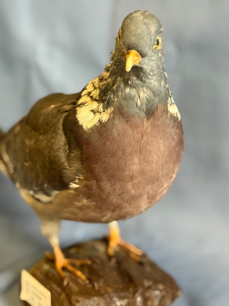 Φάσσα Βάση ταρίχευσης ολόκληρου σώματος - Columba palumbus (with proof of legal origin) - 15 cm - 5 cm - 28 cm - Είδη που δεν ανήκουν στο CITES #1.0