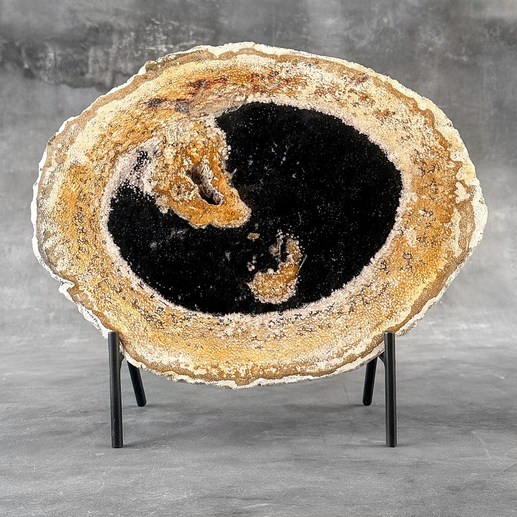 Εντυπωσιακό κομμάτι απολιθωμένου ρίζας φοίνικα σε ειδική βάση - Απολιθωμένο ξύλο - Palma Fossile (χωρίς τιμή ασφαλείας) #2.1